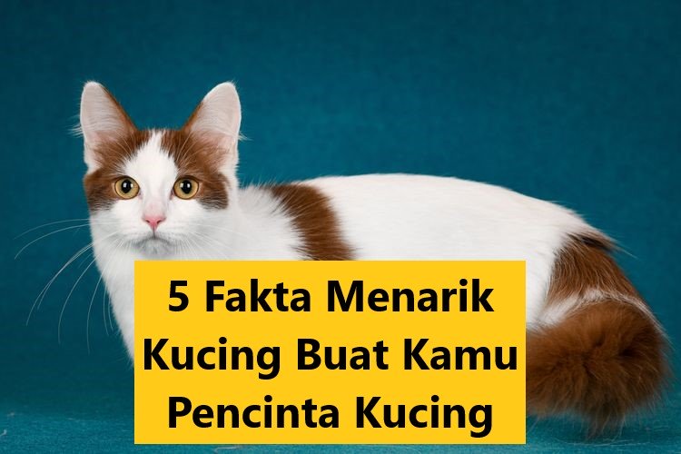 5 Fakta Menarik Kucing Buat Kamu Pencinta Kucing