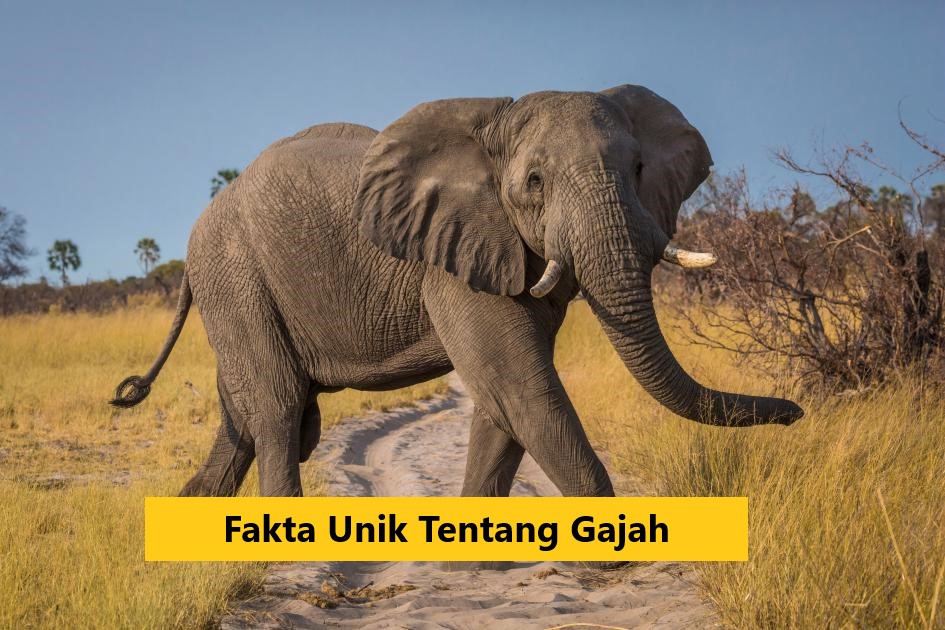 Fakta Unik Tentang Gajah