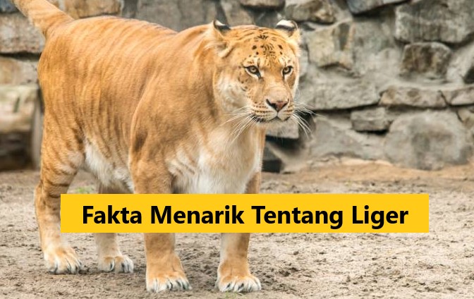 Fakta Menarik Tentang Liger