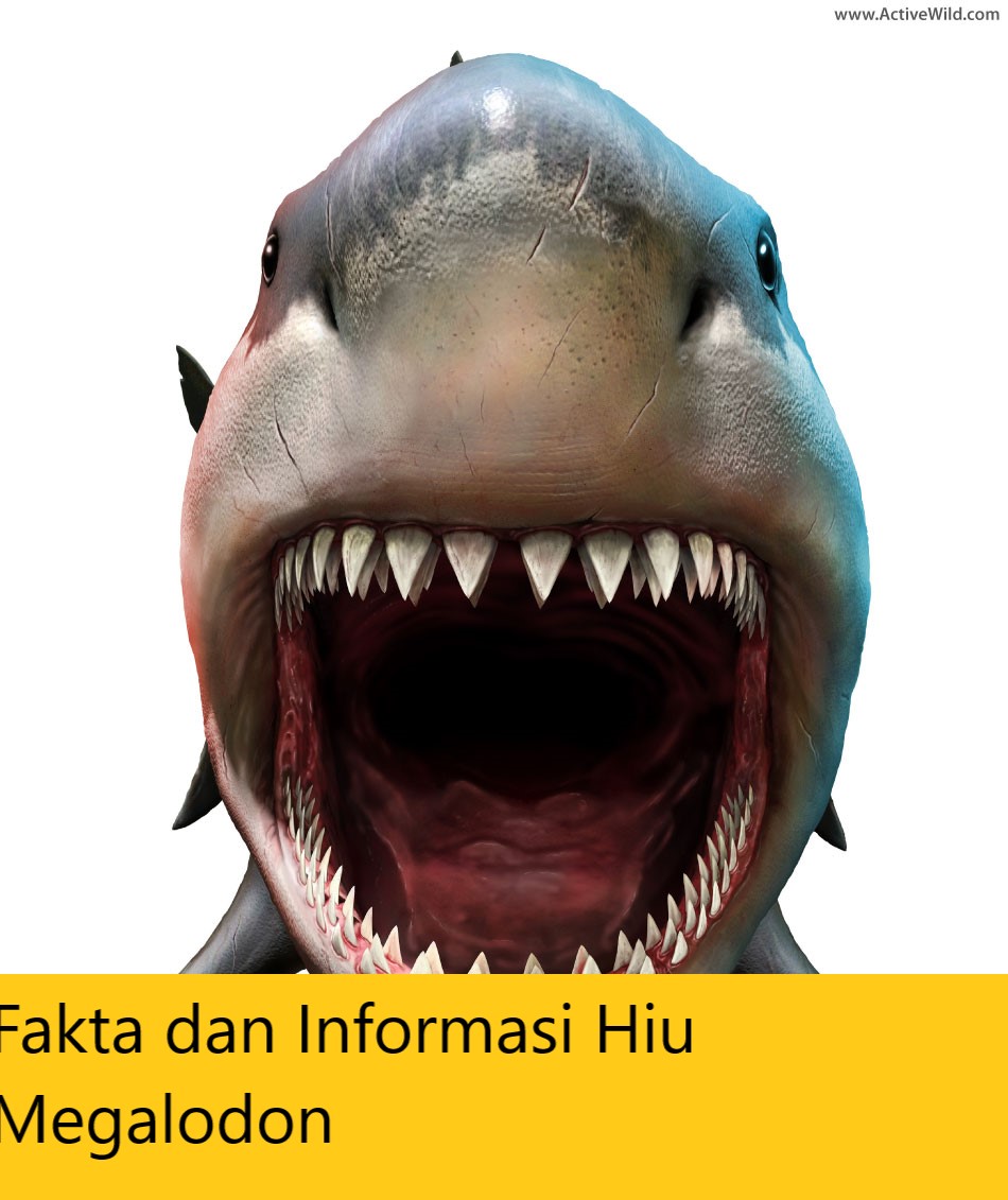 Fakta dan Informasi Hiu Megalodon